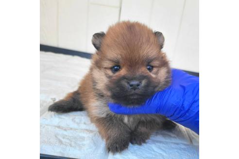 成約済の茨城県のポメラニアン-362401の38枚目