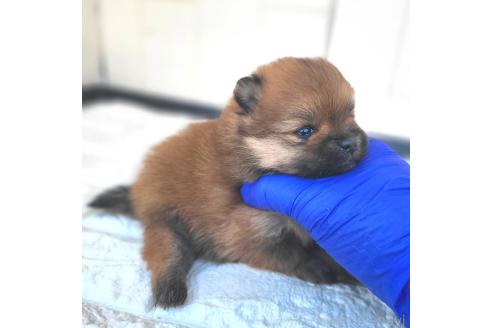 成約済の茨城県のポメラニアン-362401の37枚目