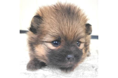成約済の茨城県のポメラニアン-362409の20枚目
