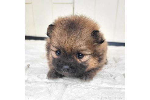 成約済の茨城県のポメラニアン-362409の19枚目