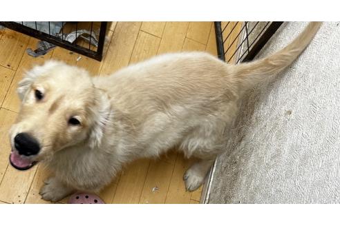 成約済の千葉県のゴールデンレトリーバー-349338の3枚目