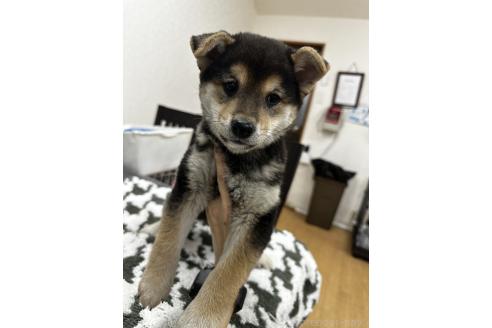 成約済の千葉県の柴犬-356979