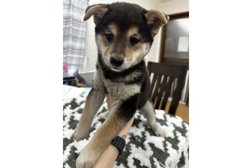 成約済の千葉県の柴犬-356979の6枚目