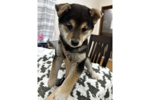 成約済の千葉県の柴犬-356979の4枚目