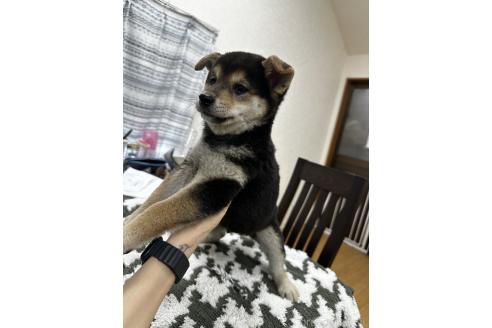 成約済の千葉県の柴犬-356979の3枚目