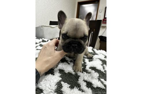 成約済の千葉県のフレンチブルドッグ-360275の4枚目
