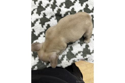 成約済の千葉県のフレンチブルドッグ-360275の2枚目