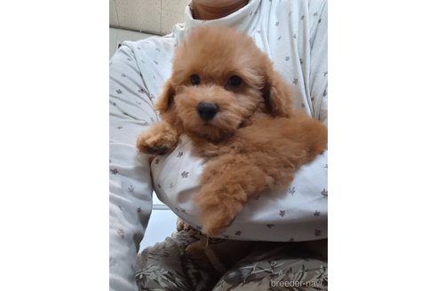 成約済の群馬県のトイプードル-358147の19枚目