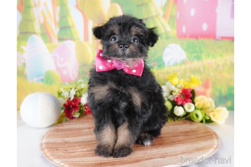 成約済の群馬県のポメプー:ポメラニアン×トイプードル-362798の1枚目