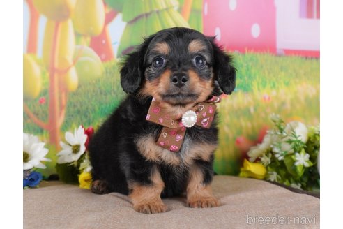 成約済の栃木県のミックス犬-362381の6枚目
