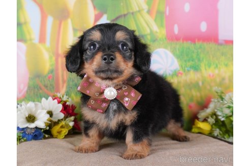 成約済の栃木県のミックス犬-362381の7枚目