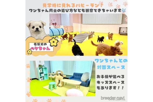 成約済の神奈川県のチワワ(ロングコート)-362650の9枚目