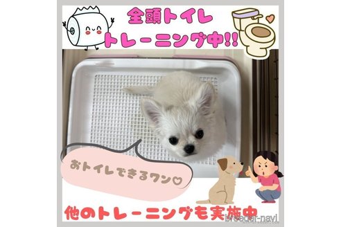成約済の神奈川県のミックス犬-362651の11枚目