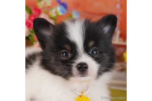 子犬