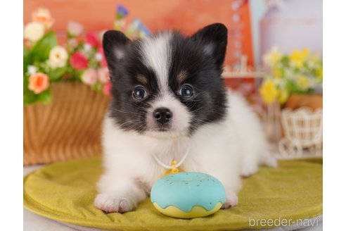 成約済の神奈川県のミックス犬-362651の4枚目