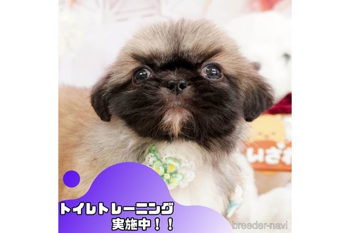 成約済の静岡県のペキニーズ-362731の1枚目