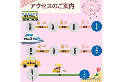 成約済の静岡県のチワプー:チワワ×トイプードル-362709の12枚目