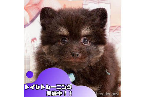 成約済ののポメラニアン-362698