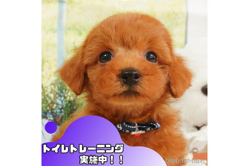 成約済ののトイプードル-362690