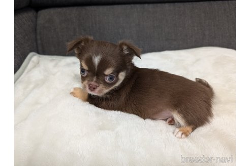 成約済の愛知県のチワワ(ロングコート)-359321の17枚目