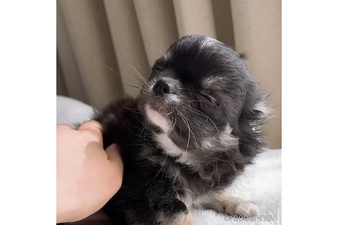 成約済の福岡県のチワワ(ロングコート)-356396の6枚目