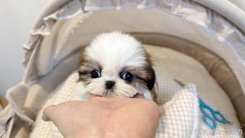 成約済の東京都のシーズー-362390の5枚目