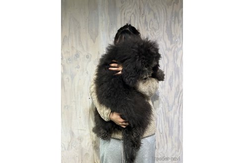 成約済の岐阜県のゴールデンドゥードル:ゴールデンレトリーバー×プードル-362424の5枚目