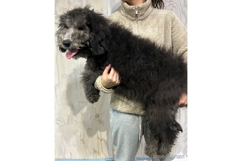 成約済の岐阜県のゴールデンドゥードル:ゴールデンレトリーバー×プードル-362424の6枚目