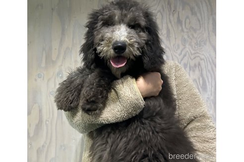 成約済の岐阜県のゴールデンドゥードル:ゴールデンレトリーバー×プードル-362424の1枚目