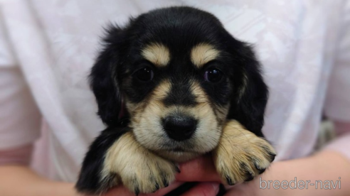 成約済の山口県のミニチュアダックスフンド(ロングヘアード)-360700の1枚目