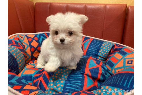 成約済の京都府のミックス犬-362440の5枚目