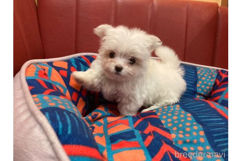 成約済の京都府のミックス犬-362440の4枚目