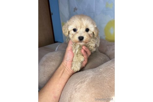 成約済の山口県のマルプー:マルチーズ×トイプードル-356024