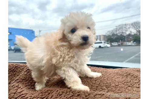 成約済の東京都のマルプー:マルチーズ×トイプードル-362443の1枚目