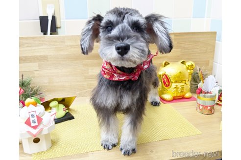 成約済の千葉県のミニチュアシュナウザー-339441の1枚目
