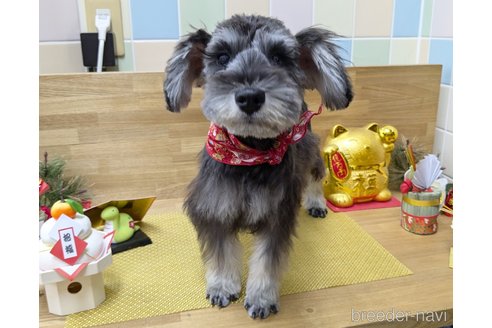 成約済の千葉県のミニチュアシュナウザー-339441の6枚目