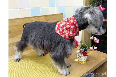 成約済の千葉県のミニチュアシュナウザー-339441の4枚目