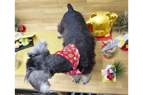 成約済の千葉県のミニチュアシュナウザー-339441の3枚目