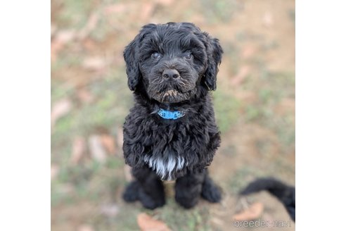 成約済の東京都のその他の犬種-357562の23枚目