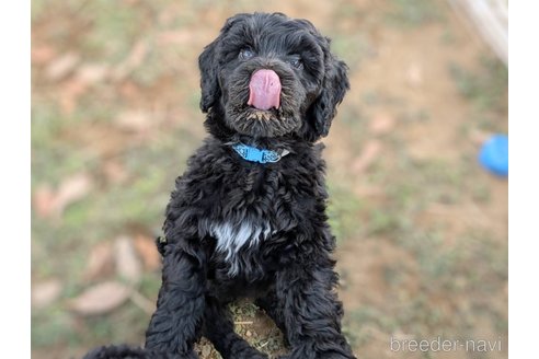 成約済の東京都のその他の犬種-357562の21枚目