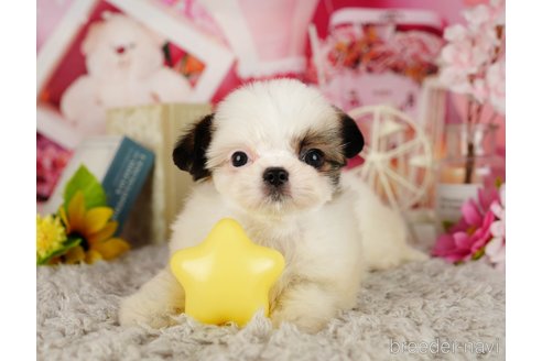 成約済の千葉県のミックス犬-362624の4枚目
