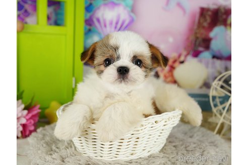 成約済の千葉県のミックス犬-362621の3枚目