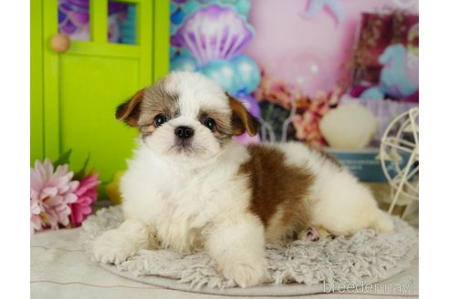成約済の千葉県のミックス犬-362621の1枚目