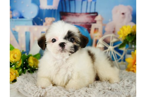 成約済の千葉県のミックス犬-362616の4枚目