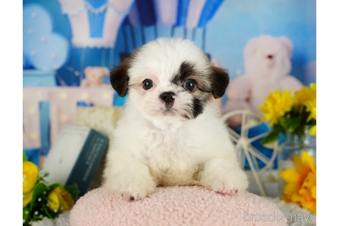 成約済の千葉県のミックス犬-362616の5枚目