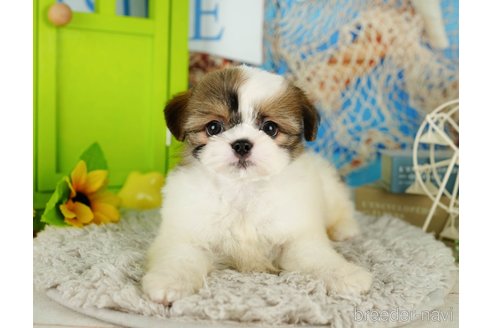 成約済の千葉県のミックス犬-362619の3枚目