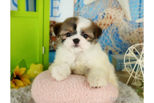 成約済の千葉県のミックス犬-362619の6枚目