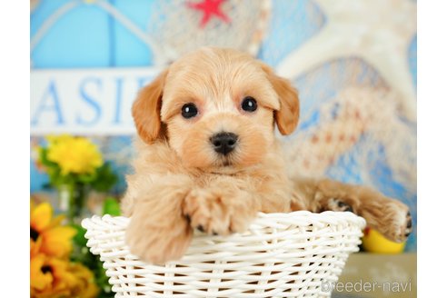 成約済の千葉県のミックス犬-362606の4枚目