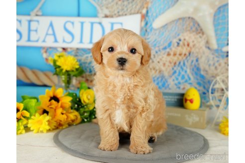 成約済の千葉県のミックス犬-362606の6枚目