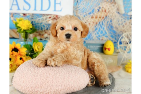 成約済の千葉県のミックス犬-362606の7枚目
